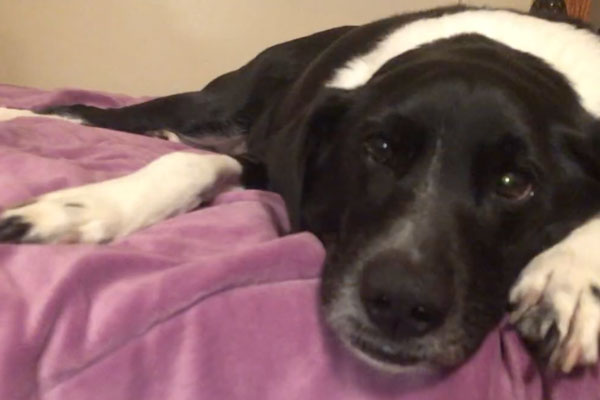 a black and white dog laying down and looking at the camera